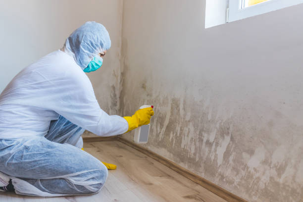 Licensed Mold Removal service in Oreland, PA - WQB Mold Removal